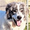 adoptable Dog in , KY named Sterling in KY - Active & Adventurous!