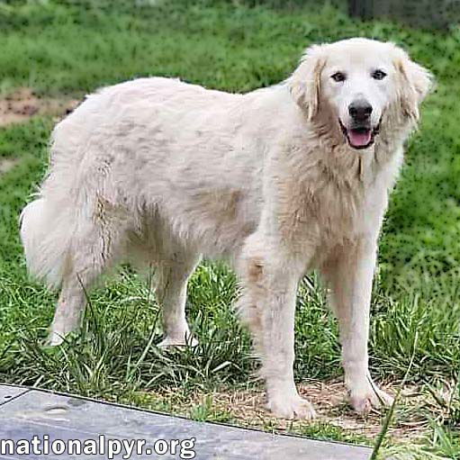 adoptable Dog in Jackson, TN named Tiger in TN - Loves Ear Scratches & Fritos!