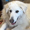 Tiger in OH - Loves Ear Scratches & Fritos! - Photo 1