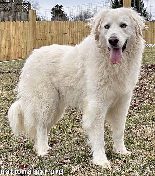 TIGER IN OH - LOVES EAR SCRATCHES & STEAK! - Great Pyrenees available for adoption