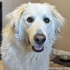 Tiger in OH - Loves Ear Scratches & Steak! - Photo 1