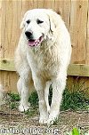 Mako in TN - Loves All Dogs, Big & Small!