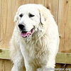 adoptable Dog in , TN named Mako in TN - Loves All Dogs, Big & Small!