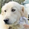 adoptable Dog in jackson, TN named Nurse in TN - Quiet, Calm & Independent!