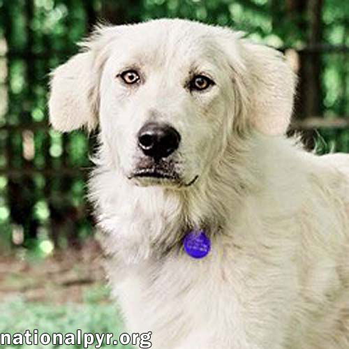 adoptable Dog in Jackson, TN named Nurse in TN - Quiet, Calm & Independent!