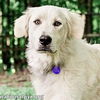 adoptable Dog in , TN named Nurse in TN - Quiet, Calm & Independent!