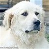 adoptable Dog in jackson, TN named Cookie in TN - Loves to Sit in the Breeze!