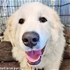 adoptable Dog in raleigh, NC named Sargon in NC - Always Smiling!