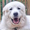 adoptable Dog in raleigh, NC named Sargon in NC - Always Smiling!