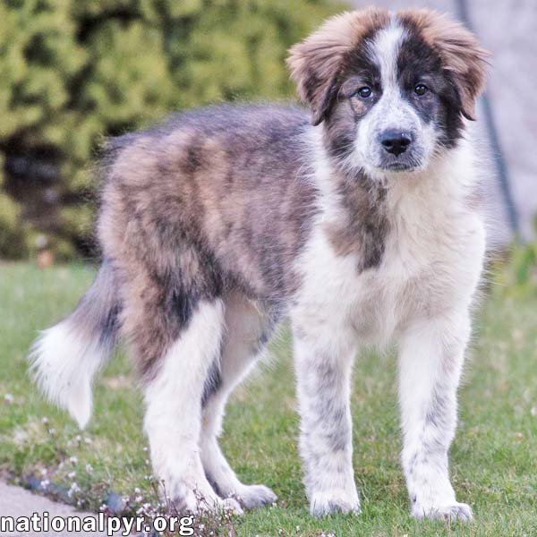 adoptable Dog in Windsor Locks, CT named Cupid in CT - pending