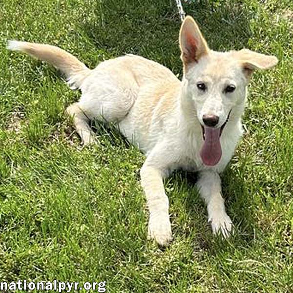 adoptable Dog in Lexington, KY named Juniper in KY - Friendly & Playful!