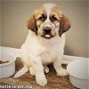 adoptable Dog in saginaw, MI named Amethyst in MI - pending
