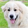 adoptable Dog in lexington, KY named Landrey in KY - pending