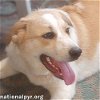 adoptable Dog in  named Yellow Dog in LA - Active & Adventurous Sweet Boy!
