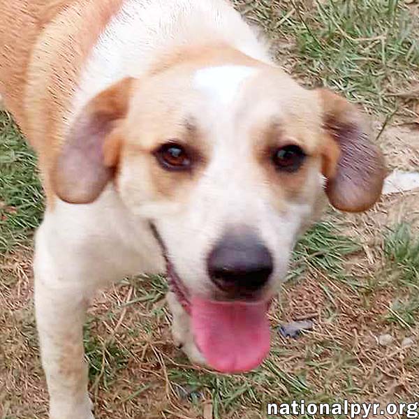 adoptable Dog in Alexandria, LA named Yellow Dog in LA - Active & Adventurous Sweet Boy!