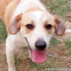 adoptable Dog in , LA named Yellow Dog in LA - Active & Adventurous Sweet Boy!