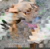 Big Red in LA - Super Sweet Guy Loves Attention!