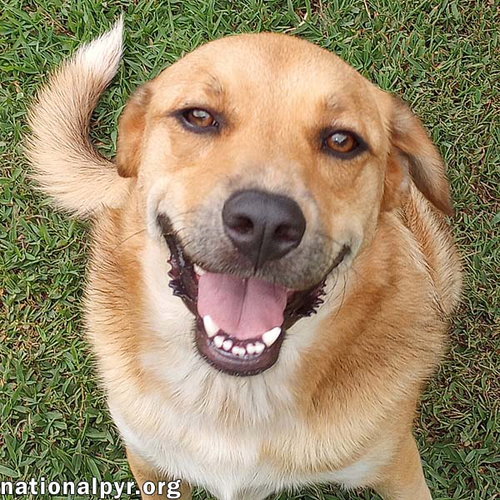 BIG RED IN LA - SUPER SWEET GUY LOVES ATTENTION! - Great Pyrenees / Labrador Retriever available for adoption