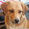 adoptable Dog in alexandria, LA named Big Red in LA - Chill & Gentle!