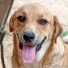 adoptable Dog in , LA named Big Red in LA - Super Sweet Guy Loves Attention!