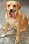 Big Red in LA - Super Sweet Guy Loves Attention!