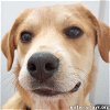 adoptable Dog in alexandria, LA named Tuff in LA - Gives Sweet Kisses!