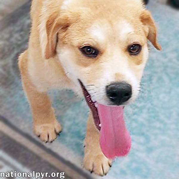 adoptable Dog in Alexandria, LA named Tuff in LA - Gives Sweet Kisses!