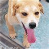 adoptable Dog in  named Tuff in LA - Gives Sweet Kisses!