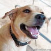 adoptable Dog in , LA named Tuff in LA - Gives Sweet Kisses!