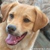 adoptable Dog in hammond, LA named Big Dan in LA - Calm & Curious Cutie!
