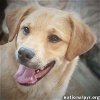 adoptable Dog in  named Big Dan in LA - Calm & Curious Cutie!