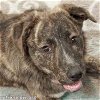 adoptable Dog in , LA named Rebel in LA - Adores People, Pets & Treats!