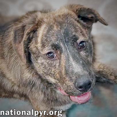 adoptable Dog in Hammond, LA named Rebel in LA - Adores People, Pets & Treats!