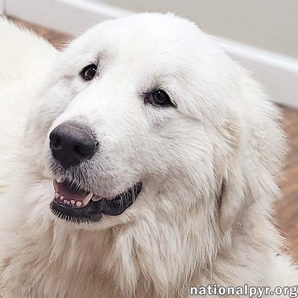 adoptable Dog in Anniston, AL named Snowball in AL - Adores Human Attention!