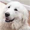 adoptable Dog in  named Snowball in AL - Adores Human Attention!