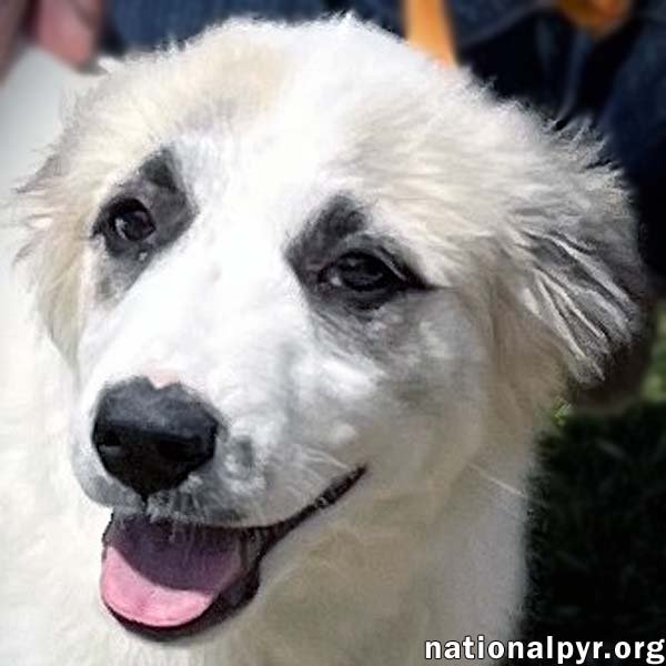adoptable Dog in Tulsa, OK named Taylor in OK - She's Sweet & Smart!