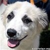 adoptable Dog in tulsa, OK named Taylor in OK - She
