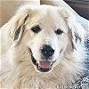 adoptable Dog in  named Ellie Mae in TN - pending