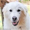 adoptable Dog in  named Kiva in NC - pending