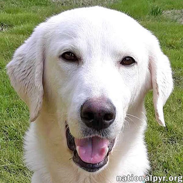 adoptable Dog in Nashville, TN named Calypso in TN - pending