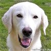 adoptable Dog in nashville, TN named Calypso in TN - Sweet, Playful & Active!