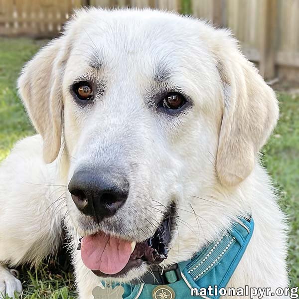 adoptable Dog in Charleston, SC named Shiloh in SC - pending