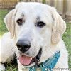 adoptable Dog in  named Shiloh in SC - pending