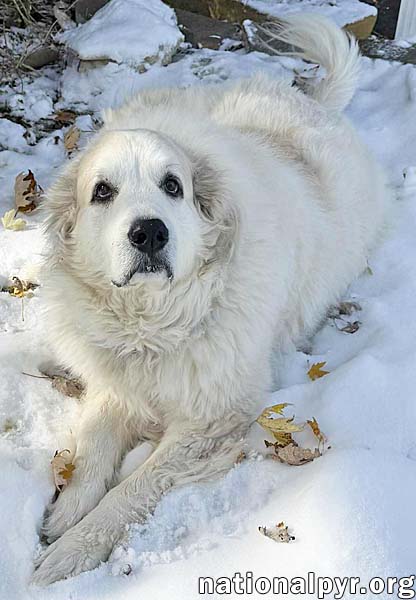 RUTH IN OH - ALWAYS ASKING FOR MORE PETS! - Great Pyrenees available for adoption