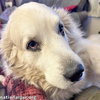 Ruth in OH - Always Asking For More Pets! - Photo 2