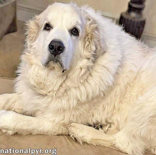 Ruth in OH - Always Asking For More Pets!, photo 3