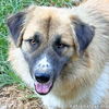 Beaver Cleaver in TN -  Loves to Play with Dogs!