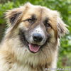 Beaver Cleaver in TN - Loves to Play with Dogs!