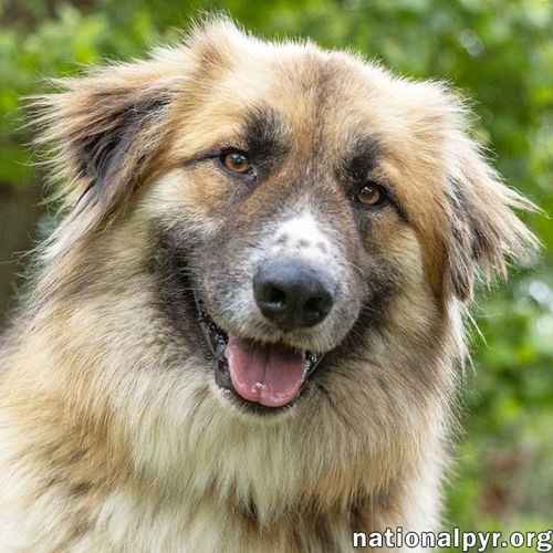Beaver Cleaver in TN -  Loves to Play with Dogs!