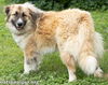 Beaver Cleaver in TN -  Loves to Play with Dogs!